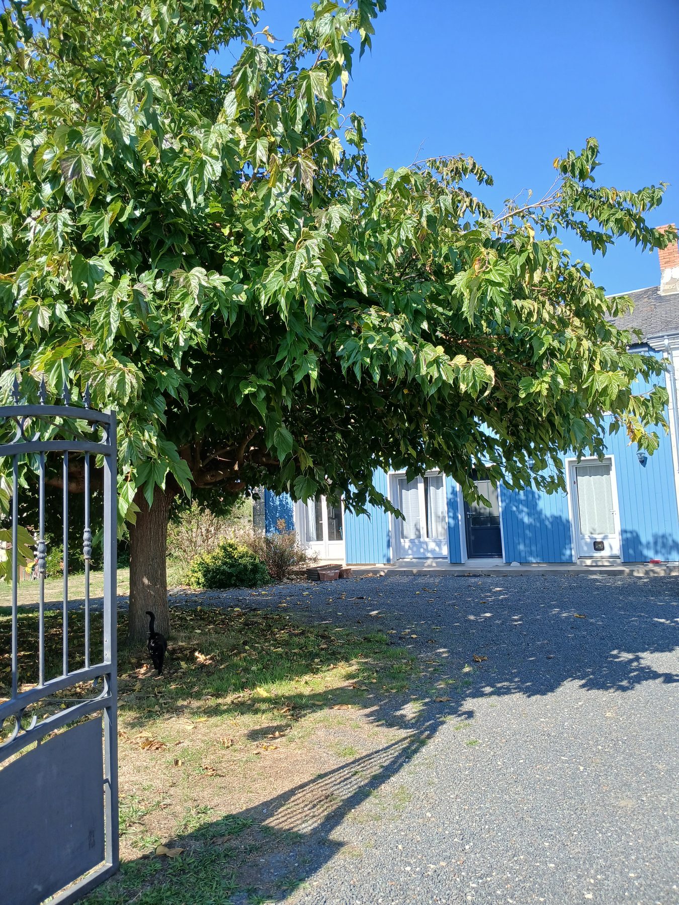 L'arrivée sous les arbres